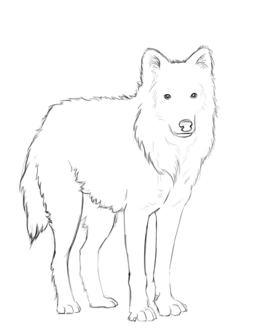 Arctic Wolf Coloring Page